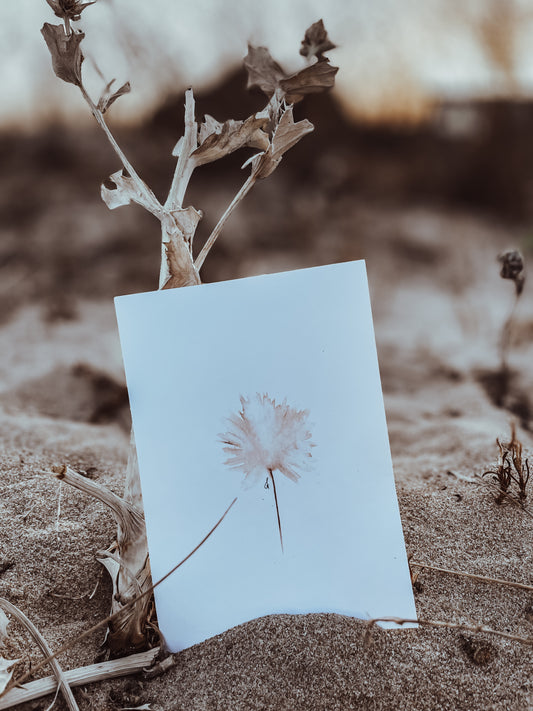 Postkarte Pusteblume